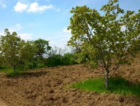 Garten Zum Verkauf In Mugla Region 880000M2 Nussbaum