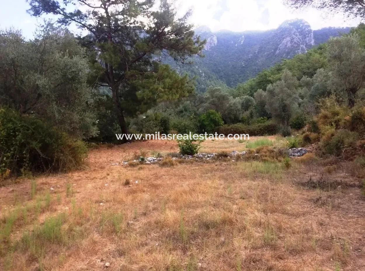 Orhaniye Marmaris District Of District Farmland For Sale 400 M2