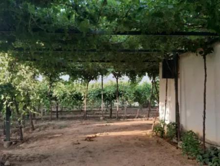 Manisa Prefecture Alasehir District 19000M2 Grapefring Farm For Urgent Sale